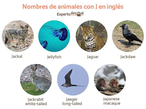 Aquí encontrarás una lista de animales en ambos idiomas y también muchas actividades para. Nombres de animales con J en español y en inglés