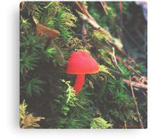 Pin on Mushroom & Plant Identification