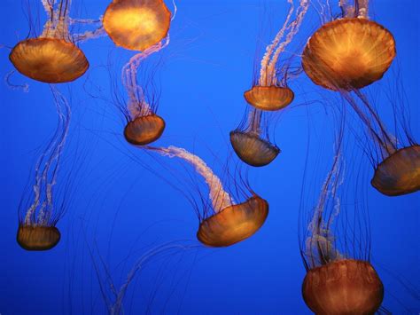 Wallpaper Nature Jellyfish 1600x1200 Px Macro Photography
