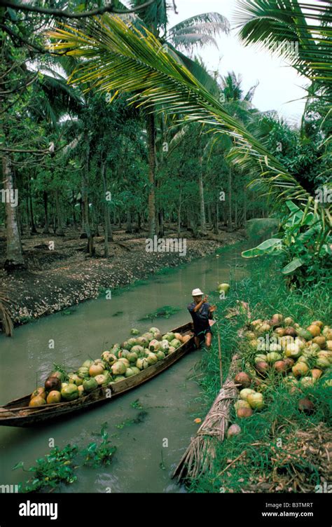 Asia Thailand Gathering Coconuts Stock Photo Alamy