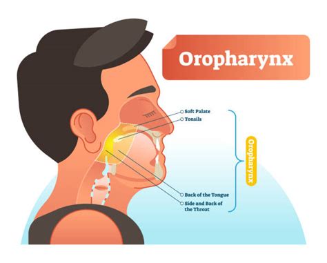Pharynx Illustrations Royalty Free Vector Graphics And Clip Art Istock