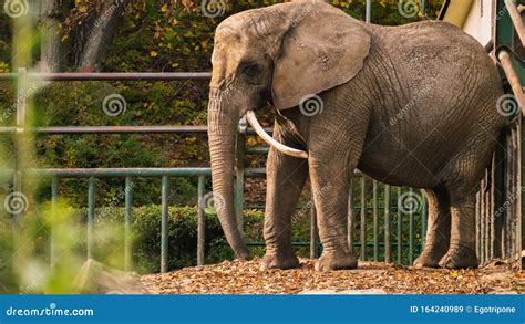 An Elephant In A Zoo Habitat Stock Image Image Of Profile African