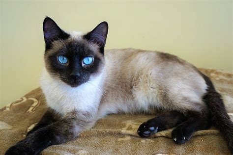 Sueling Rescue Siamese And Stray Cats