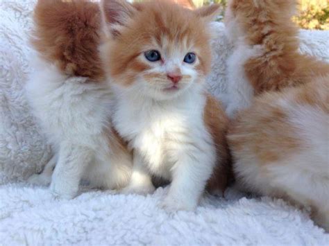 Persian cat maine coon cat pet animal fur kitten fluffy sweet. Adorable Maine Coon Persian/Domestic Mix Kittens for Sale ...