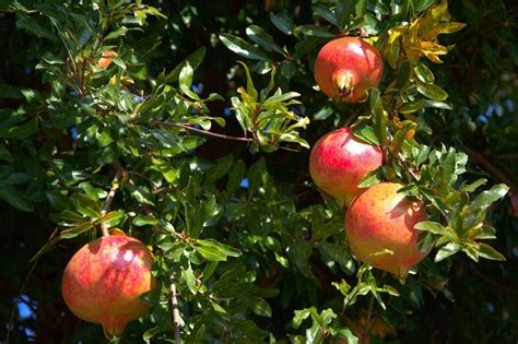 How To Grow A Pomegranate Tree Diy Garden