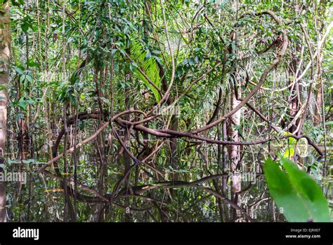Jungles Vines Reflected In Water In The Amazon Rainforest Near Iquitos