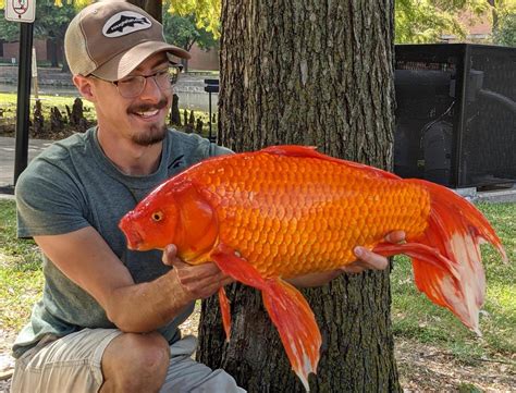 Record Goldfish Angler Lands Giant At College Pond Texas Hunting Fishing Lone Star