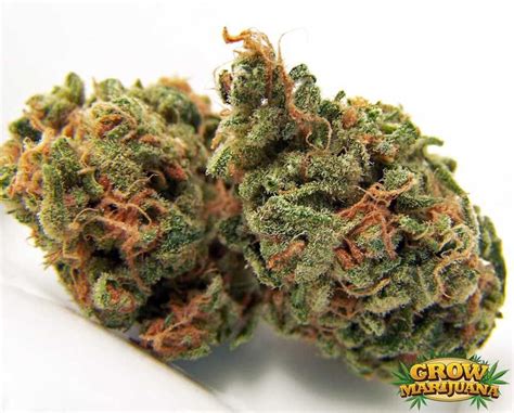 The earliest instances are of the latter part of the 17th century. Cannalope Haze Seeds - Strain Review | Grow-Marijuana.com