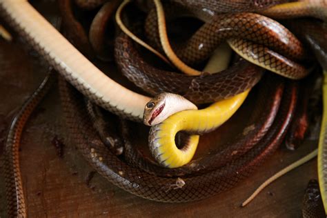 Writhing Masses Of Mating Snakes Are Closing Off Parts Of A Florida