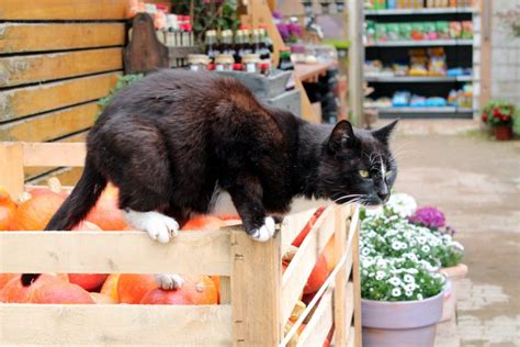A Black And White Cat Sitting On Top Of A Wooden Crate Filled With Oranges