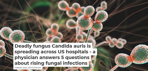 Deadly Fungus Candida Auris Is Spreading Across Us Hospitals A