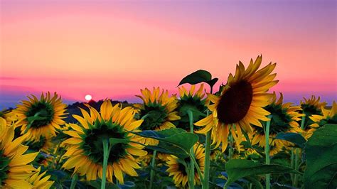 Free Download Sunflower Field Desktop Background Is Cool Wallpapers