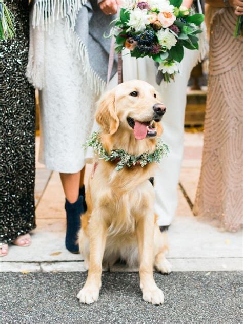 Retriever Puppy Dogs Golden Retriever Golden Retriever Wedding