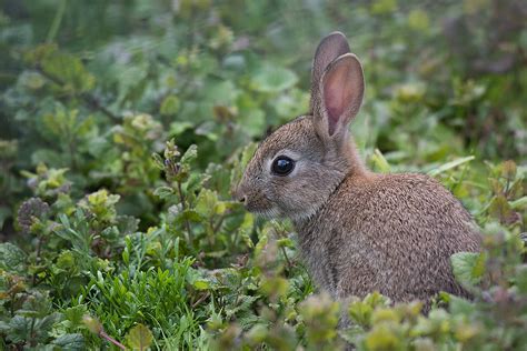 Top Signs of a Rabbit Infestation
