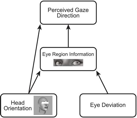 Frontiers Task Dependent Effects Of Head Orientation On Perceived Gaze Direction