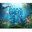Imax Under The Sea  Wallpaper High Definition Quality Widescreen