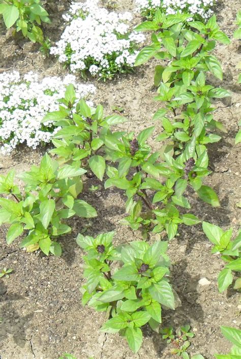 Backyard Patch Herbal Blog Herb Of The Week Cinnamon Basil