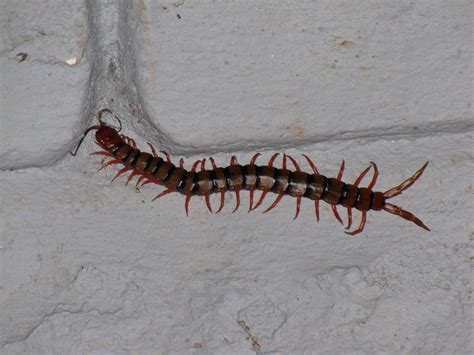 Commonplace Crazy How Much Do You Think A 12 Inch Centipede Would Weigh