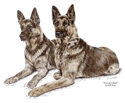 Update 82 German Shepherd Pencil Sketch Latest Ineteachers