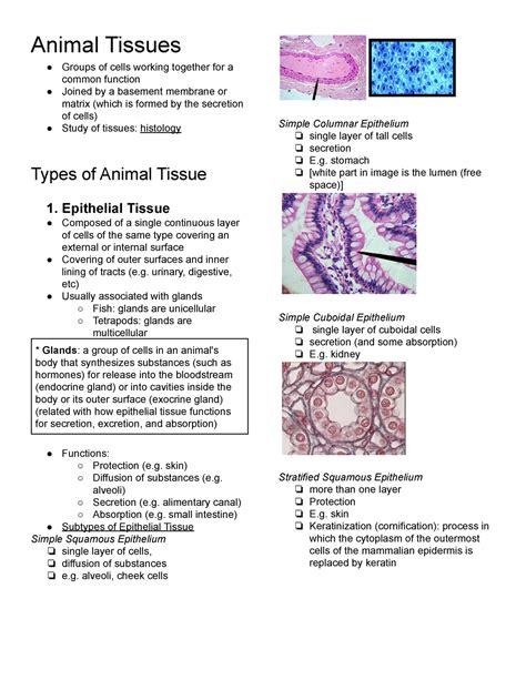 Biology Notes Animal Tissues Types Forms And Function Epithelial