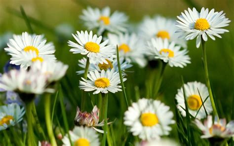 Daisies White Flowers Flowers Wallpapers Hd Desktop And Mobile Backgrounds