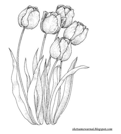 Gambar bunga tulip berikut bisa didownload gratis dan digunakan untuk keperluan sendiri. Sketsa Mewarnai Gambar Bunga Tulip - Sketsa Mewarnai