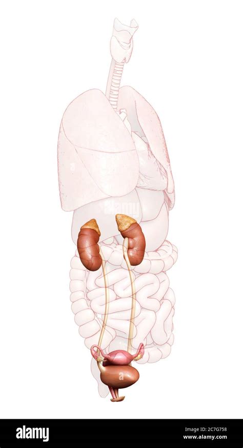 3d Rendered Medically Accurate Illustration Of The Female Kidneys And