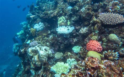 The Great Barrier Reef Is Coming Back To Life But Climate Change