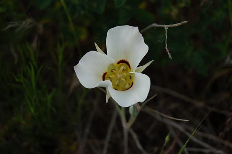 Sego Lily Nuttalls Mariposa Utah State Flower Flickr Photo Sharing