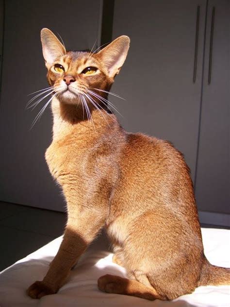 Abyssinian Cat Breeds Cats In Care