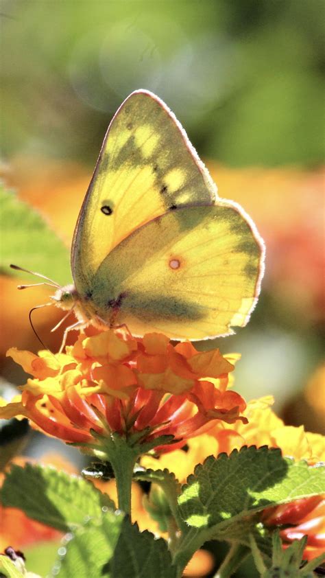 Download Wallpaper 1080x1920 Butterfly Insect Wings Flowers Yellow