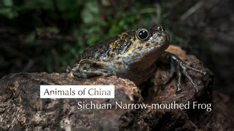Animals Of China — Beauty Of Science