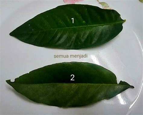 Salam adalah nama pohon penghasil daun rempah yang digunakan dalam masakan nusantara. Semua Menjadi: Perbezaan antara Daun Salam dan Daun Serai Kayu