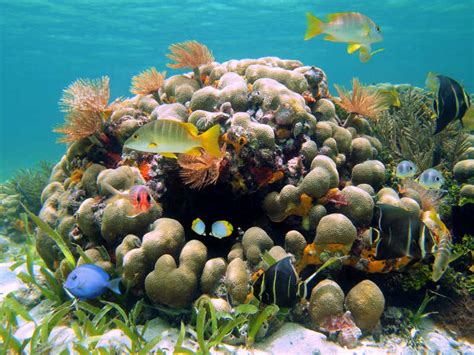 美丽的海底世界图片 珊瑚礁和五颜六色的热带鱼素材 高清图片 摄影照片 寻图免费打包下载