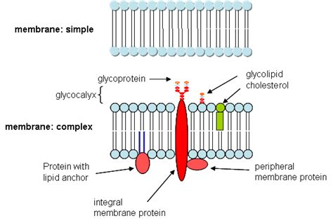 Plant cell membrane located inside or outside. Cells, Differentiation, and Signals