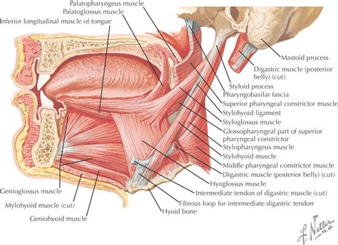 We did not find results for: Top 10 Strongest Muscles in The Body | Pouted.com | Muscle ...