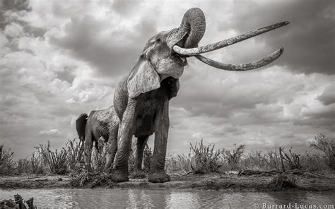 Incredible Photos Capture Last Glimpse Of Long Tusked Elephant Queen