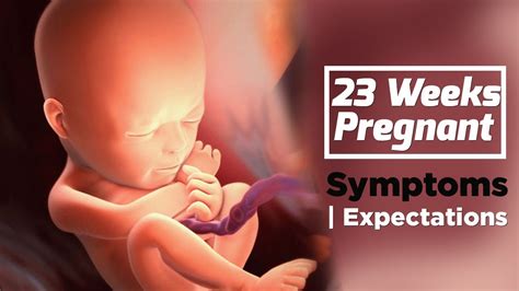 23 Weeks Pregnant Baby Position Health Care Tips For Pregnant Women
