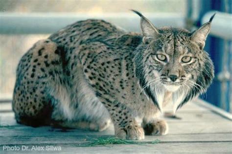Iberian Lynx International Society For Endangered Cats Isec Canada