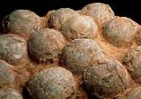 Images of Dinosaur Fossil Eggs For Sale
