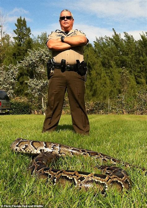 Over 5000 Burmese Pythons Captured In Florida Everglades Daily Mail