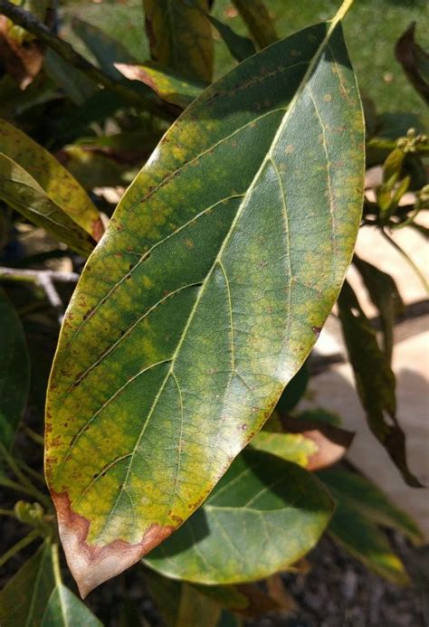 Avocado leaves with dry brown edges are usually due to dry air. Reading avocado leaves - Greg Alder's Yard Posts: Food ...