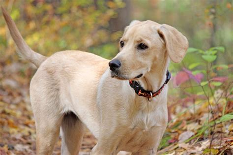 Labrador retrievers are classified as medium to large dogs. Information About the Really Rare Weimaraner-Lab Mix ...