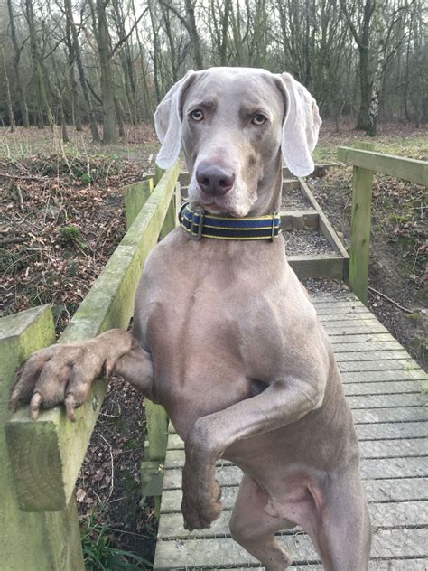 Weim King Of The Forest Blueweimy Ig Weimaraner Puppies Blue