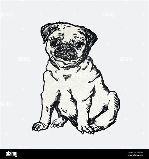 Cute Pug Dog Sticker Vector Vintage Illustration Stock Vector Image