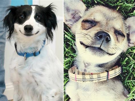 Adorable Smiling Dogs Of Imgur Pictures Huffpost Uk