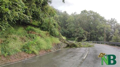 Strada Allagata E Pianta A Terra Sulla Strada Per Oropa Foto