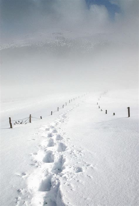 100 Best Images About Tracks In The Snow On Pinterest