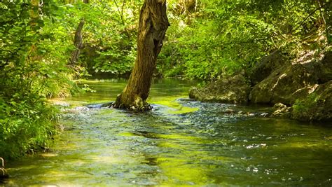Peaceful River Flowing Through Forest Stock Footage Video 7378045
