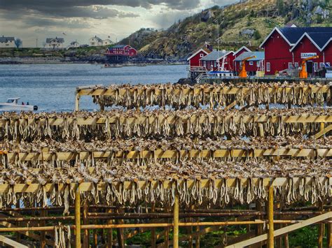 Lofoten Stockfisch Foto And Bild Europe Scandinavia Norway Bilder